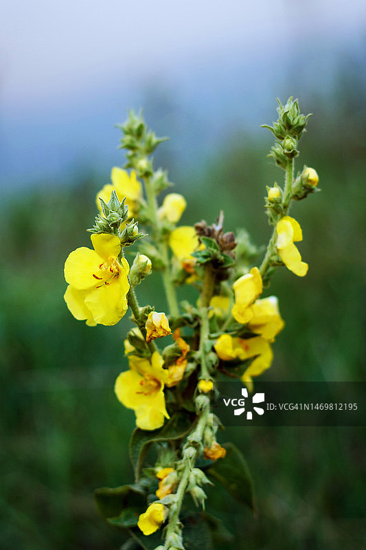 野地里的花，在一片黄地里盛开图片素材