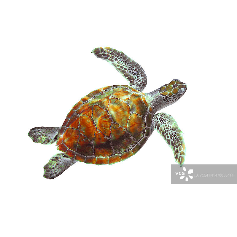 小绿海龟在白色背景上游泳。图片素材