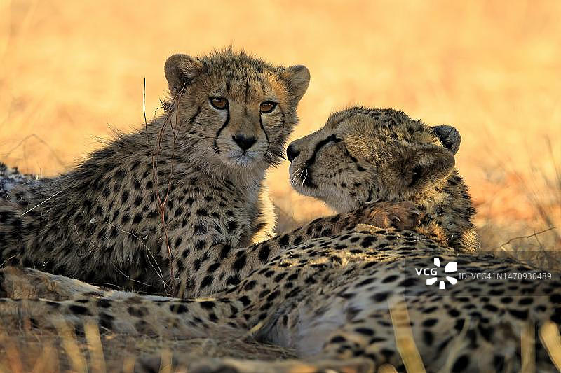 猎豹，成年，两只猎豹(Acinonyx jubatus)，社会行为，肖像，茨瓦鲁禁猎区，卡拉哈里，北开普，南非图片素材
