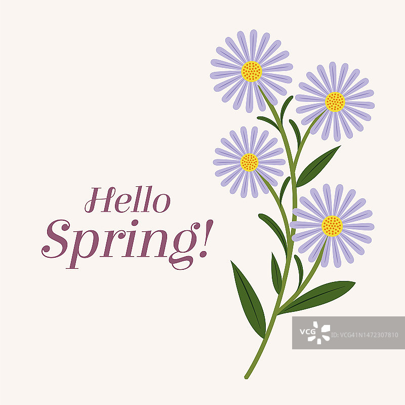 春季的背景与Hello spring文本。横幅问候设计与雏菊。图片素材