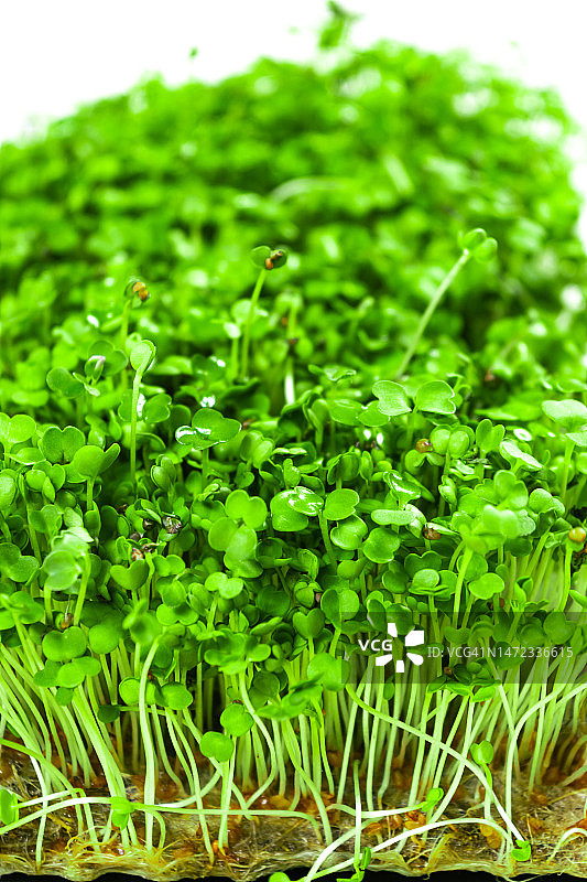 芝麻菜生长在供食用的亚麻布垫子上的绿色小芽。白色背景。关闭了。图片素材
