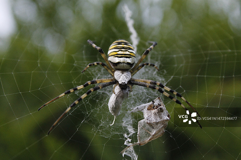蛛网蜘蛛特写，萨格勒布，克罗地亚图片素材