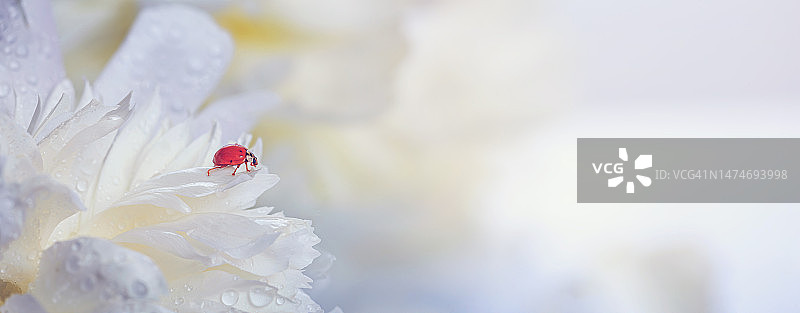 精致的白色牡丹花和花瓣中的瓢虫。浪漫的横幅与免费复制的文本空间图片素材