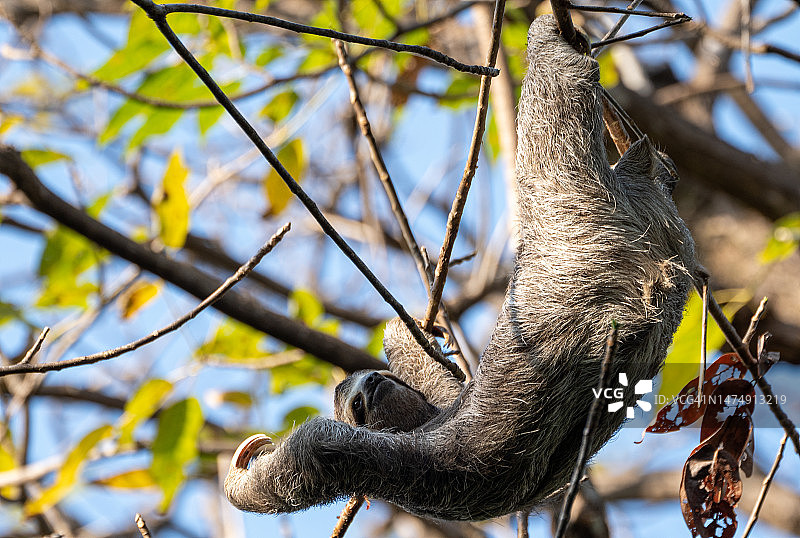哥斯达黎加太平洋海岸曼努埃尔·安东尼奥国家公园的野生三趾树懒图片素材