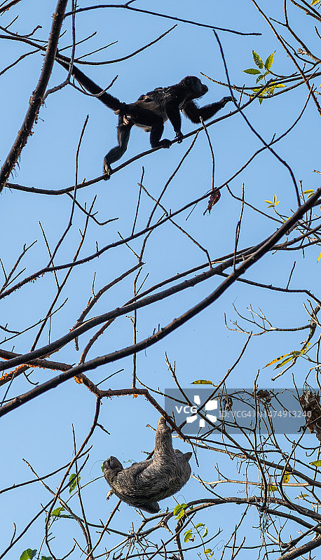 哥斯达黎加太平洋海岸曼努埃尔·安东尼奥国家公园的野生三趾树懒和吼猴图片素材