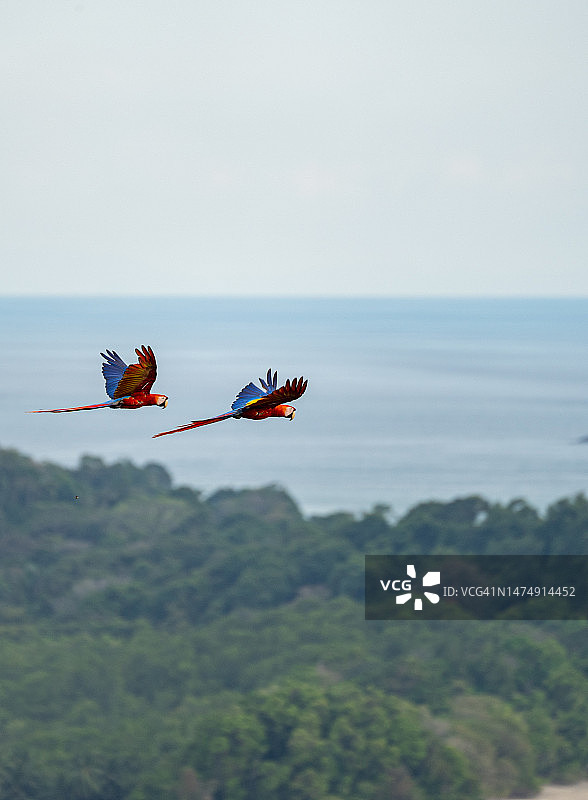 哥斯达黎加太平洋海岸曼努埃尔·安东尼奥国家公园的野生猩红金刚鹦鹉热带鸟类图片素材
