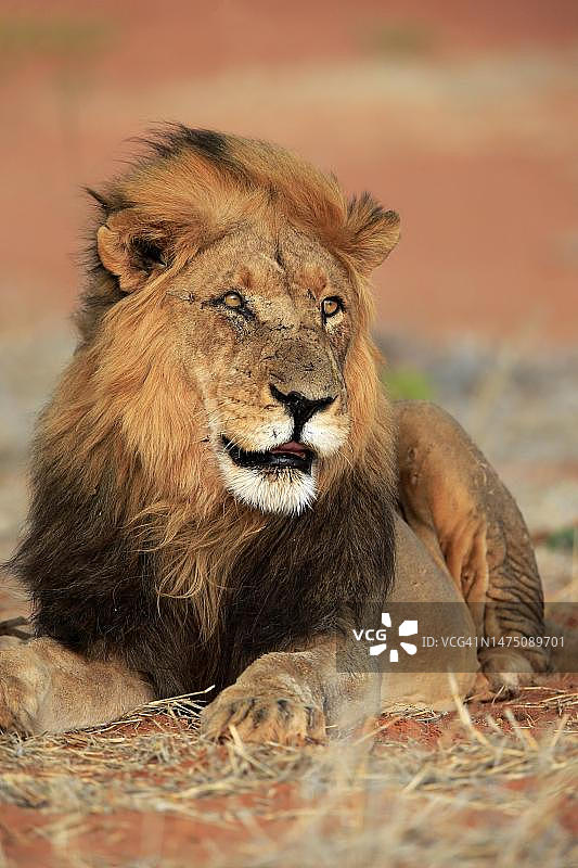 狮子(美洲豹)，成年，雄性，肖像，警觉，坐着，茨瓦鲁野生动物保护区，卡拉哈里，北开普，南非图片素材