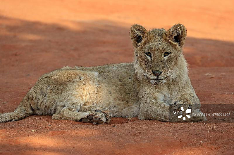 狮子(美洲豹)，年轻，休息，警觉，茨瓦鲁野生动物保护区，卡拉哈里，北开普，南非图片素材