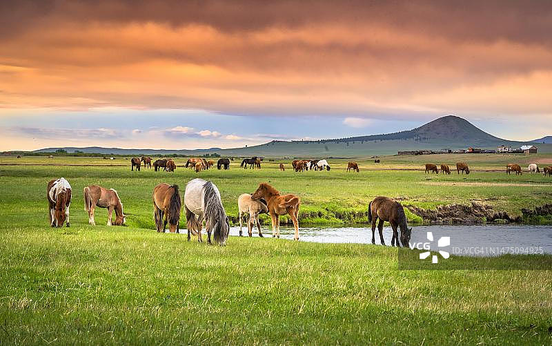 夏天，马在河边吃草。蒙古多诺省图片素材