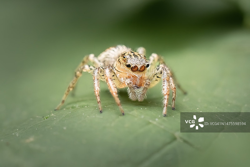美国纽约，美国，棕褐色跳蜘蛛在一片绿叶上休息图片素材