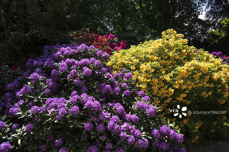 紫色杜鹃花和泰科马斯坦的特写图片素材