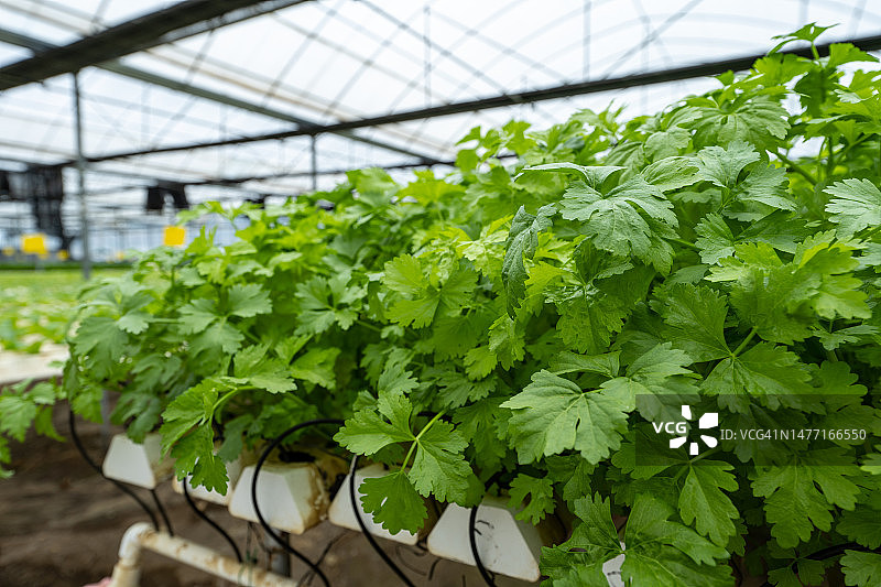 自动化温室里水培蔬菜的特写图片素材