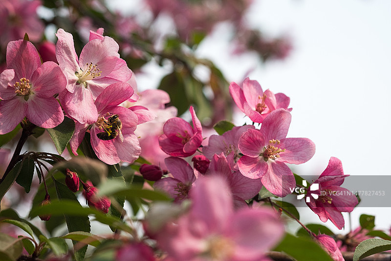 阳光灿烂的日子里，公园里的一棵苹果树开花了。一只蜜蜂飞来采集花粉，为树枝上盛开的粉红色花朵授粉。苹果花。美丽的自然背景。特写镜头。一个零售显示器的屏幕保护程序，一张明信片。自然摄影。图片素材