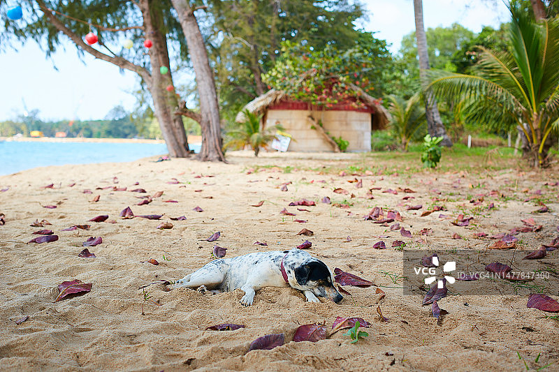 一只斑点狗躺在沙滩上图片素材