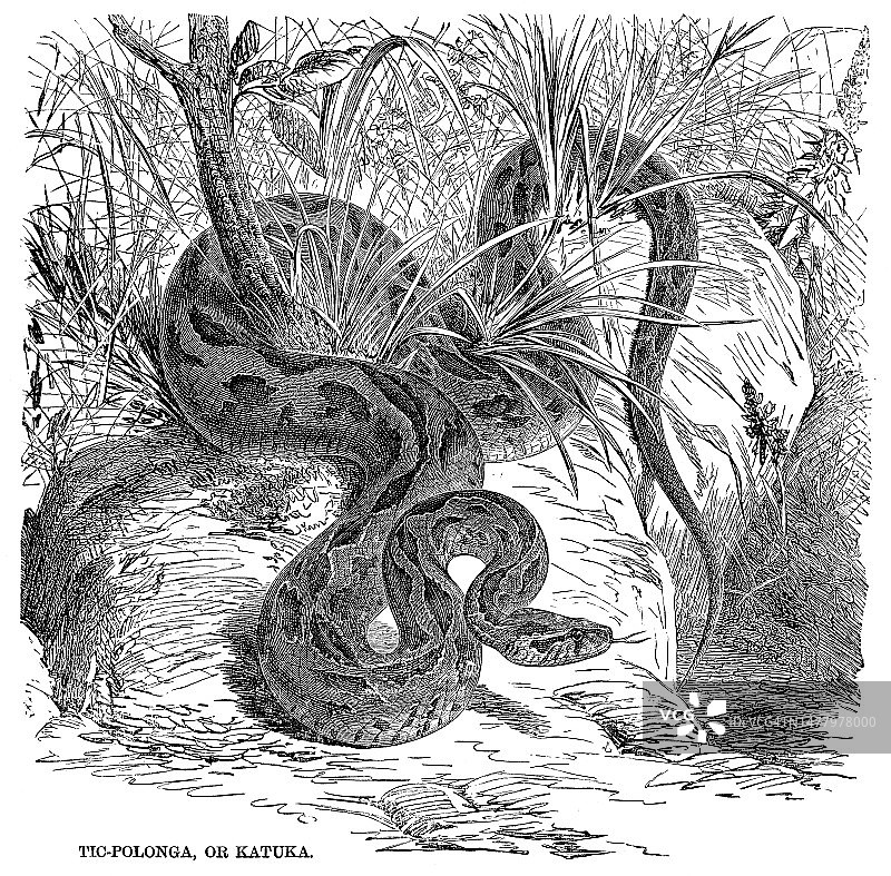 罗素的毒蛇雕刻插图1892年图片素材