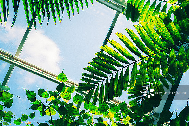 温室或植物园里的热带棕榈叶，衬着蓝天。放置文本的地方图片素材