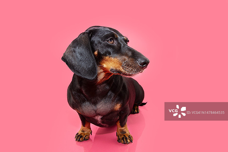 画像腊肠小狗看着远离头部侧孤立的粉红色背景，赫罗纳，西班牙图片素材