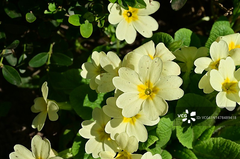 在塞尔维亚，我的花园里，非常漂亮的五彩缤纷的春天花朵图片素材