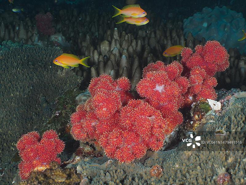 蓟树珊瑚，南非夸祖鲁纳塔尔省马普塔兰海洋保护区，索瓦纳湾国家公园潜水点图片素材