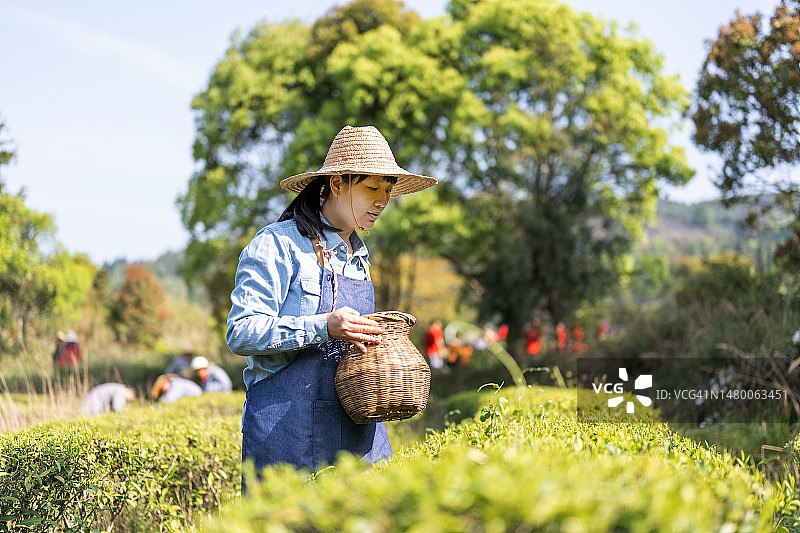 一位亚洲妇女在有机茶园采茶图片素材