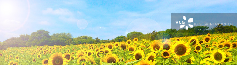 阳光和向日葵田。夏季形象照片。图片素材
