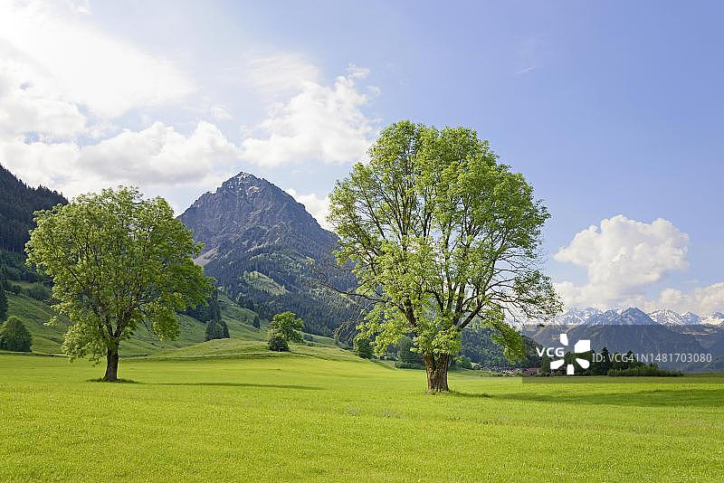 视图的鲁比霍恩1957年m，由两个欧洲白蜡树(Fraxinus excelsior)框在莱兴堡，阿尔加乌阿尔卑斯山，巴伐利亚，德国图片素材