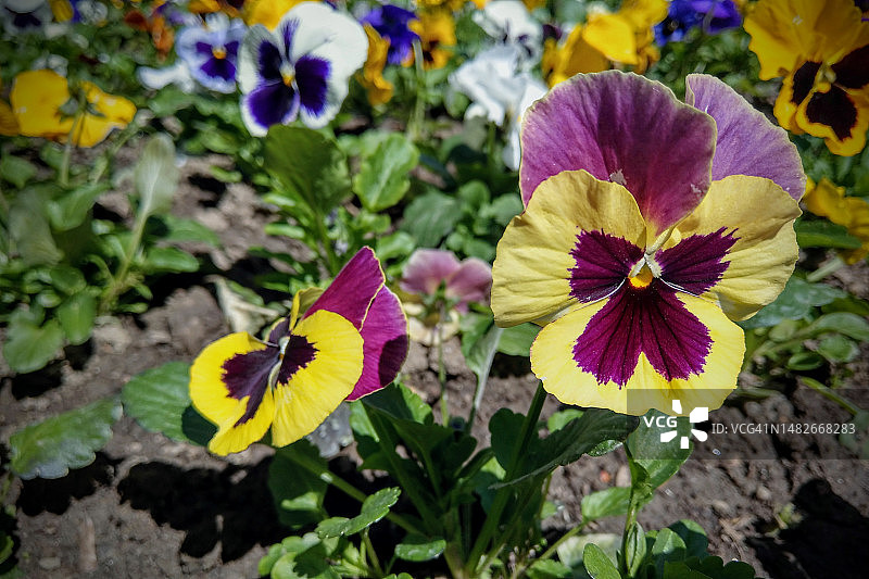 有黄色和紫色花瓣的花园三色堇图片素材