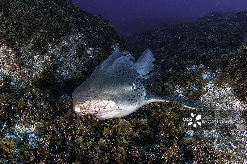豹鲨在吃海藻，朱利安岩，新南威尔士州，澳大利亚。图片素材