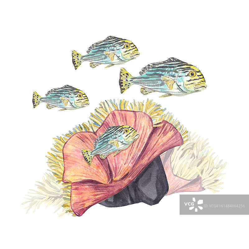 一群带条纹的外来鱼类在白色背景上孤立的珊瑚附近游泳。海葵珊瑚和热带动物的水彩插图。适合明信片，请柬，水族馆。图片素材