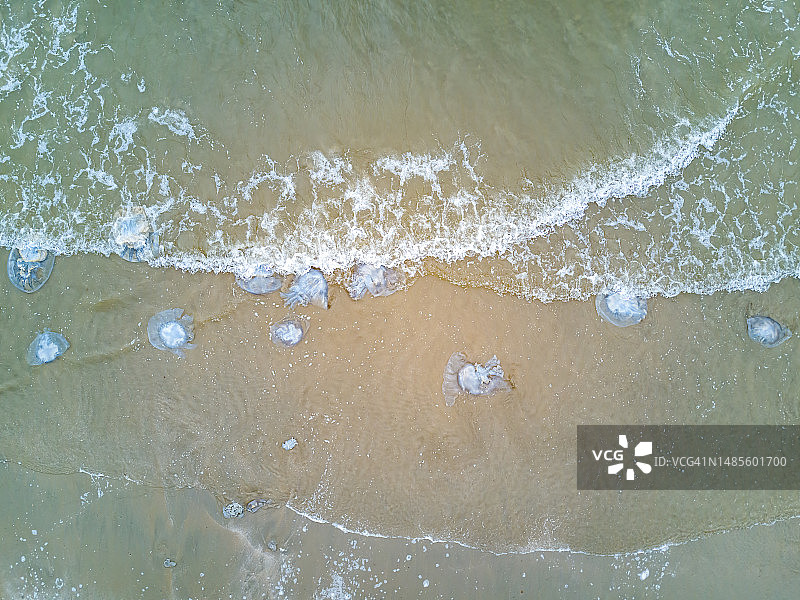 水母的特写被困在海滩上的水母，多只水母图片素材