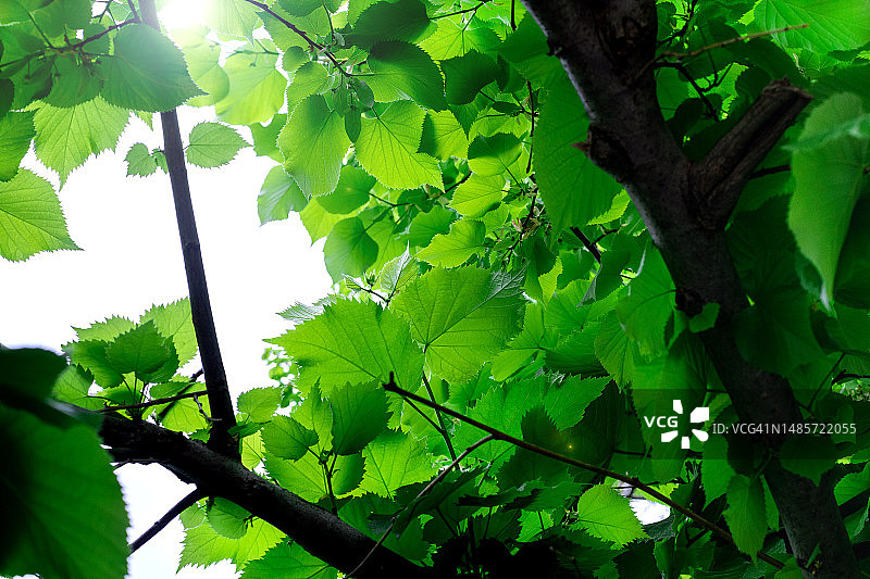 树枝上的绿叶挡住了阳光。菩提树清新的绿叶在阳光下闪闪发光。图片素材