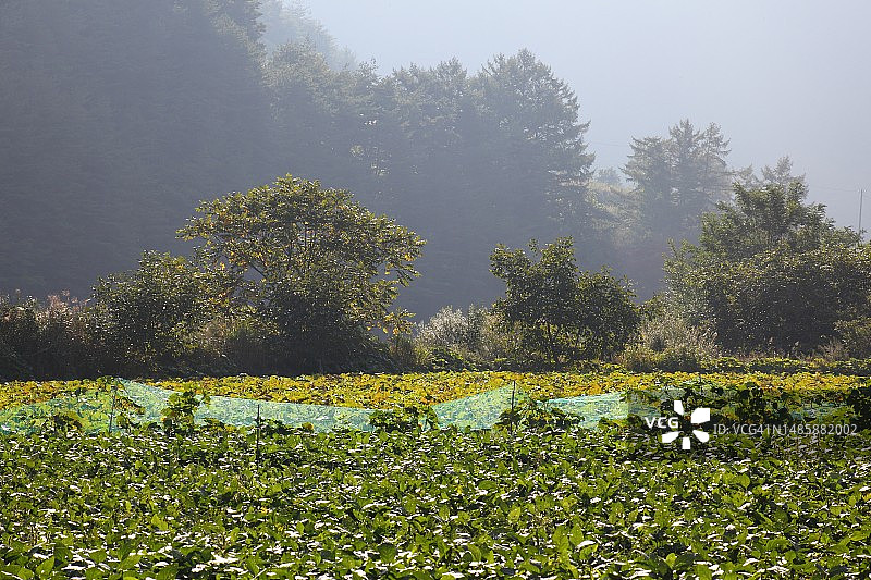 大豆田被早晨的阳光照亮图片素材
