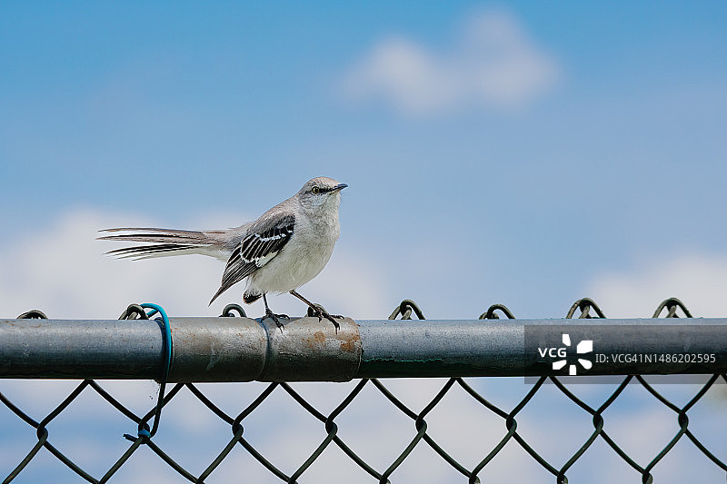 栖息在篱笆上的北方反舌鸟图片素材