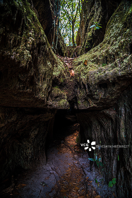 亚马逊丛林中岩石中的洞穴和树根图片素材