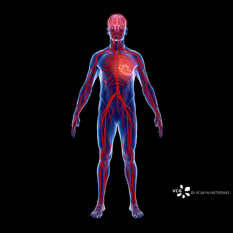 人体高血压的三维图像-高血压图片素材