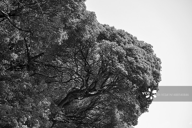 有黑色和白色树枝的树。图片素材