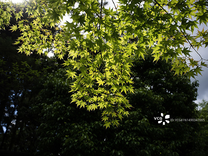 Acer japonicum branch in springtime图片素材