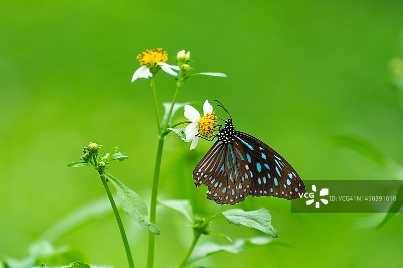 蝴蝶在花上授粉的特写，罗马尼亚图片素材