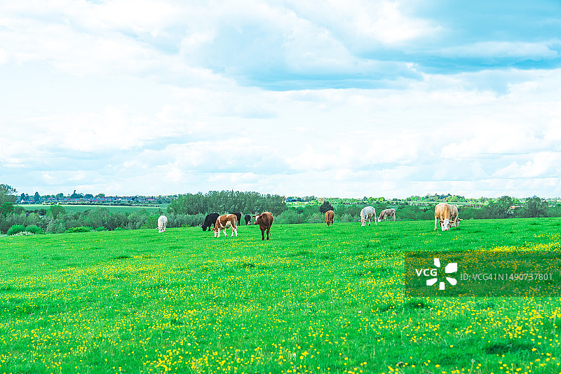 在英国欧斯谷公园的牧场上吃草的牛图片素材