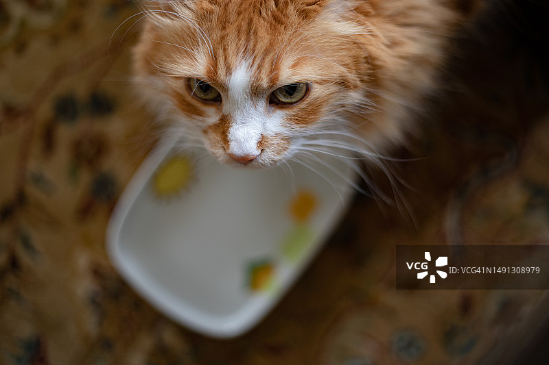一只可爱的橙色虎斑猫和一个空猫碗图片素材