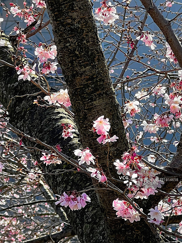 华盛顿特区的樱花图片素材