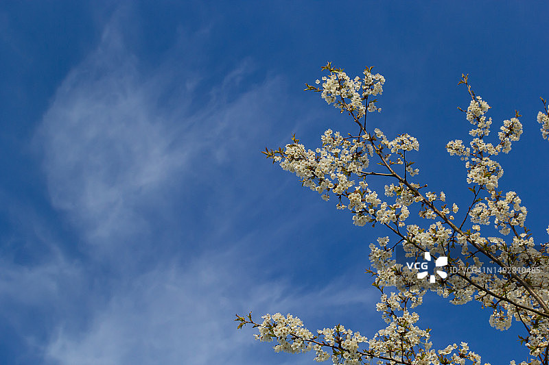 精选蓝天下树上美丽的樱花枝干，公园里春天美丽的樱花，花型纹理，自然背景图片素材