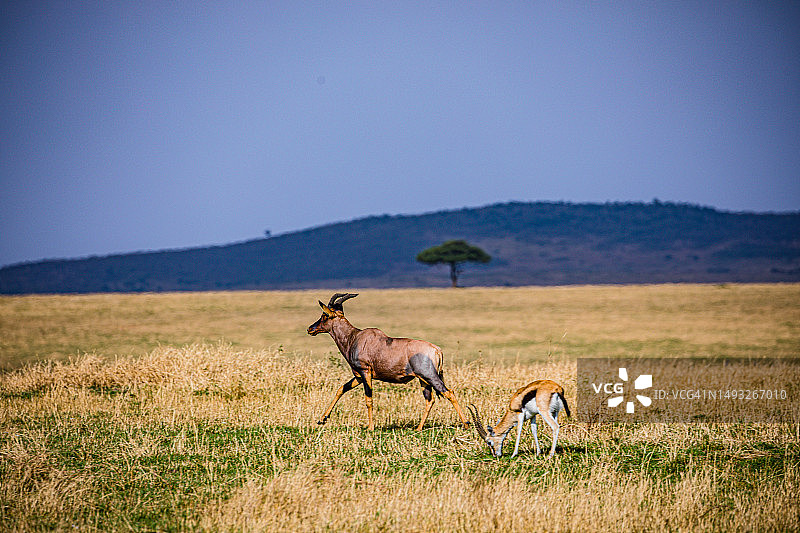 托皮羚羊野生动物荒野草原稀树草原大裂谷在马赛马拉国家，肯尼亚图片素材
