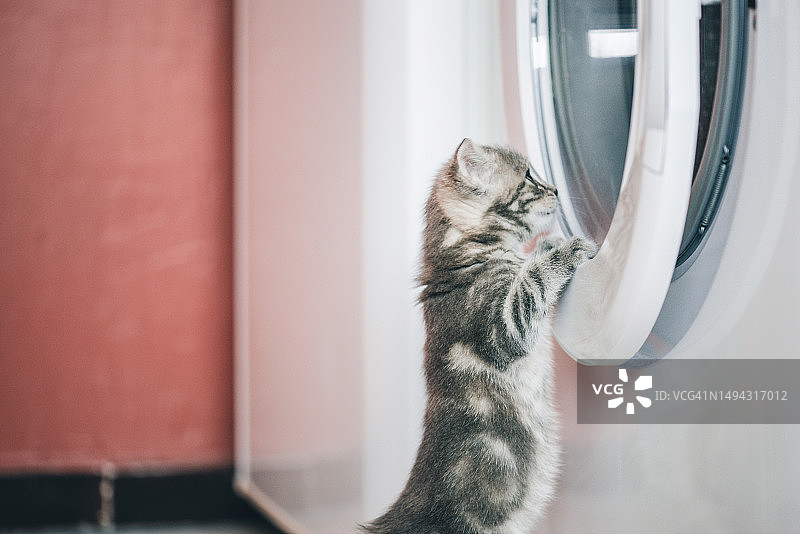 好奇的小灰虎斑猫偷看透过洗衣机舷窗-好玩的探索图片素材
