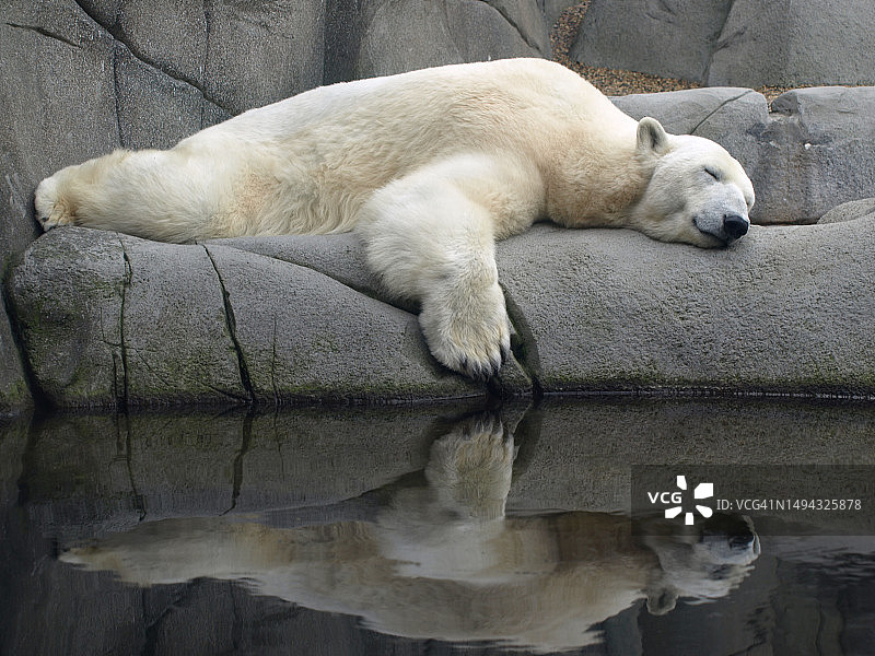 Polar Bear max relax，德国汉堡图片素材