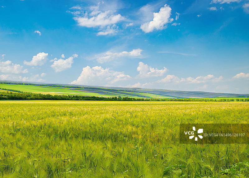 绿色的麦田和蓝色的天空。美丽的农业景观。图片素材