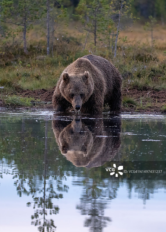 在芬兰锦湖附近的森林里，一只熊站在湖岸上，以秋天的色彩为背景和倒影图片素材