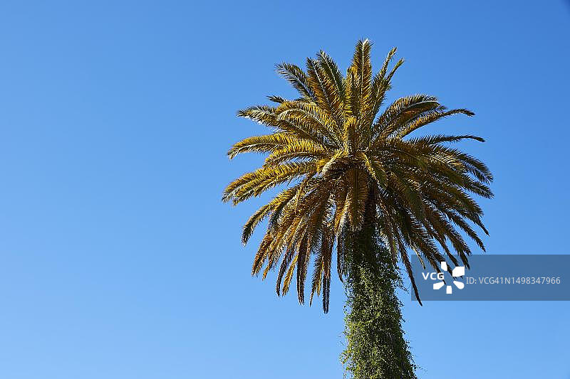 一棵棕榈树对着蓝天，巴兰科德法塔加，峡谷，中央山脉，南海岸，大加那利岛，加那利群岛，西班牙图片素材