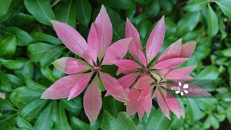 粉红色开花植物叶子的特写，日本图片素材