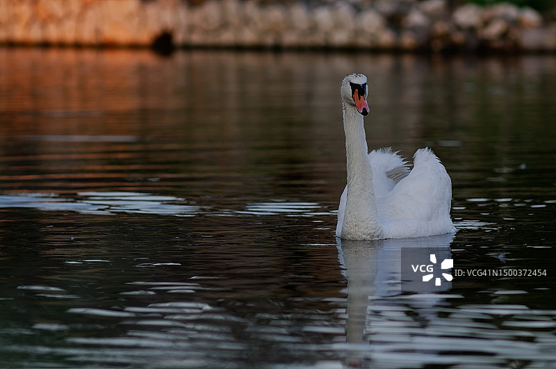 意大利湖中游泳的疣形天鹅特写图片素材